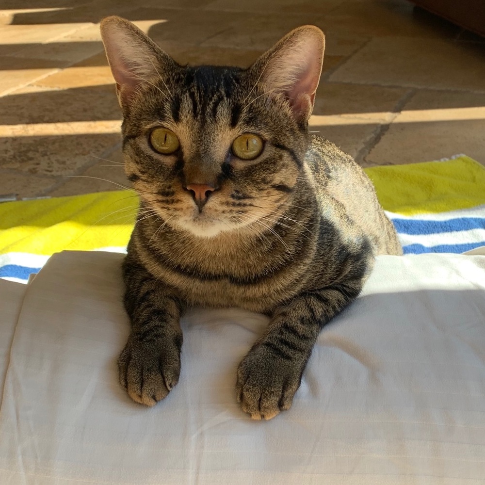 Meet your Posher, Nadine